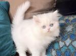 Sophie - Persian Kitten For Sale - 