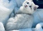 Seal bicolor - Ragdoll Kitten For Sale - 