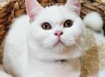 Lola - Scottish Straight Cat For Sale/Service - Snohomish, WA, US