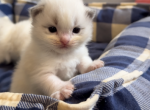 Blue bicolor litter - Ragdoll Kitten For Sale - 