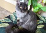 Maine Coon Smokey Black  Female - Maine Coon Kitten For Sale - Orlando, FL, US