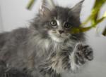 Blue Tabby Female Two - Maine Coon Kitten For Sale - Union City, MI, US