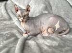 AminRa - Sphynx Cat For Sale - Lake Villa, IL, US