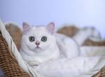 Maggy - Scottish Straight Kitten For Sale - 