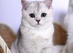 Nickalas - Scottish Straight Kitten For Sale - 