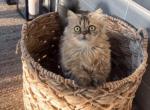 EscObElLA - Persian Cat For Adoption - 