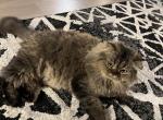 Esco - Persian Cat For Sale - 