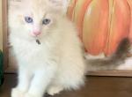 Lynx bicolor - Ragdoll Kitten For Sale - 