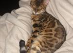 Artamus - Bengal Cat For Adoption - Chicago, IL, US