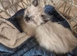 Sprinkles - Balinese Kitten For Sale - 