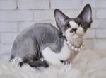 Asya Devon Rex female blue bicolour - Devon Rex Kitten For Sale - Miami, FL, US