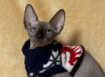 Jack Canadian Sphynx male black mink with white - Sphynx Kitten For Sale - Miami, FL, US