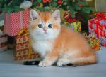 Kevin British Shorthair male black golden shaded - British Shorthair Kitten For Sale - Miami, FL, US