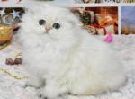 Pushok Scottish Fold female black golden shaded p - Scottish Fold Kitten For Sale - Miami, FL, US