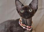 Maksym Devon Rex male black - Devon Rex Kitten For Sale - Miami, FL, US