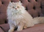 Ponchik British Longhair male fawn ticked tabby - British Shorthair Kitten For Sale - Miami, FL, US