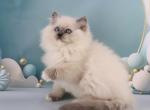 Yasha Ragdoll male blue mitted - Ragdoll Kitten For Sale - Miami, FL, US