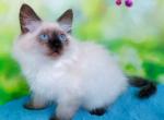 Teddy Neva Masquerade male seal pointed - Siberian Kitten For Sale - Miami, FL, US