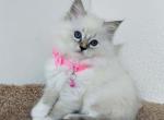 Gerda Ragdoll female seal lynx mitted - Ragdoll Kitten For Sale - Miami, FL, US