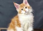 Leonid Maine Coon male red bicolour - Maine Coon Kitten For Sale - Miami, FL, US