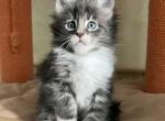 Elias Maine Coon male black silver tabby with whi - Maine Coon Kitten For Sale - Miami, FL, US