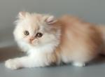 Teddy Scottish Straight male red silver bicolour - Scottish Straight Kitten For Sale - Miami, FL, US