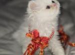 Tica white male longhair nonstandard - Munchkin Kitten For Sale - 