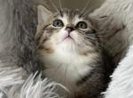 Halfblood scottish straigth - Scottish Straight Kitten For Sale - Shorewood, IL, US