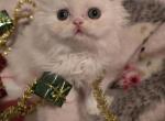 Tica white male longhair - Munchkin Kitten For Sale - 