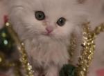 Tica nonstandard white - Munchkin Kitten For Sale - Waldorf, MD, US