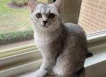 Jess 1 - Scottish Straight Kitten For Sale - 