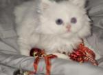 Tica odd eye male white non standard - Munchkin Kitten For Sale - Waldorf, MD, US