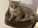 Bella - Scottish Straight Kitten For Sale - New York, NY, US