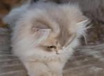 Sergey - Scottish Straight Kitten For Sale - 