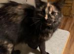 Charlotte - American Longhair Cat For Adoption - 