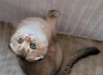 Laska - Scottish Fold Kitten For Sale - 