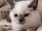 Shelly - British Shorthair Kitten For Sale - New York, NY, US