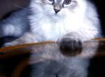 Sir William - Siberian Kitten For Sale - 