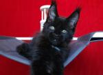 Platosha - Maine Coon Kitten For Sale - Houston, TX, US