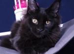 Nivana - Maine Coon Kitten For Sale - Boston, MA, US