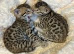 Bengal Boys - Bengal Kitten For Sale - Logansport, IN, US