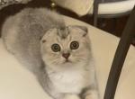 Sugar - Scottish Fold Kitten For Sale - Clifton, NJ, US