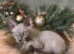 Mona - Sphynx Kitten For Sale - New York, NY, US