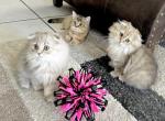 Scottish Fold and Scottish Straight Girls - Scottish Fold Kitten For Sale - Orlando, FL, US