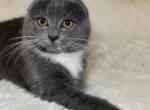 Gray Scottish Fold Kitty Litter - Scottish Fold Kitten For Sale - Bellingham, WA, US