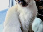 Knox Balinese Cattery - Balinese Kitten For Sale - Brazil, IN, US