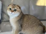 Golden Scottish Fold - Scottish Fold Kitten For Sale - Bellingham, WA, US