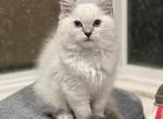 Bluepoint lynx and bluepoint kittens - Ragdoll Kitten For Sale - 