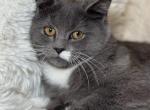 Gray Scottish Straight Mix - Scottish Straight Kitten For Sale - Bellingham, WA, US