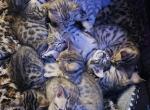 Little beauties - Bengal Kitten For Sale - Cleburne, TX, US